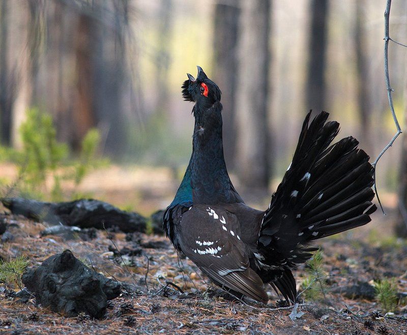 Глухарь птицы Весенняя песня фото превью