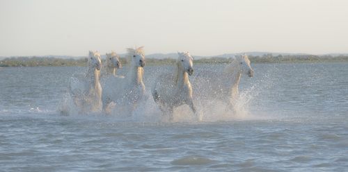 Белые ангелы Камарга