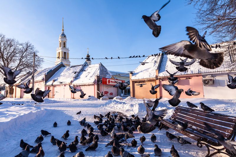 Коломна, город, зима, путешествие, православие, религия, христианство, история, культура, древний, достопримечательность, голуби, птицы, сквер, парк Сквер в Коломне фото превью