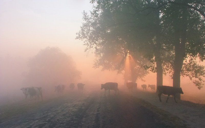 Обычная сельская компания фото превью