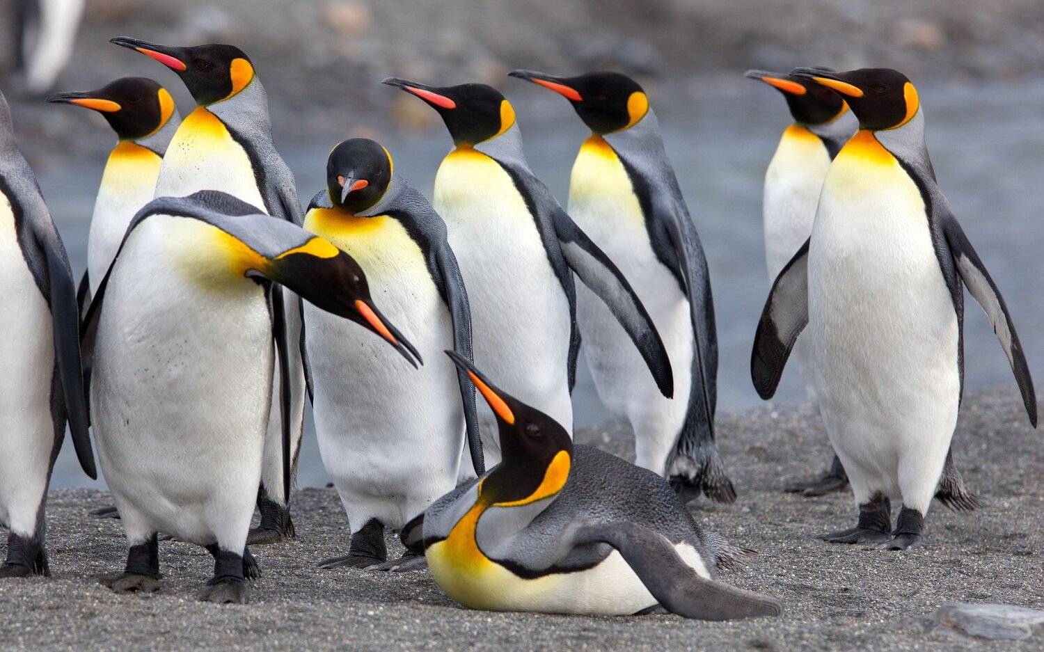 , Александр Перов