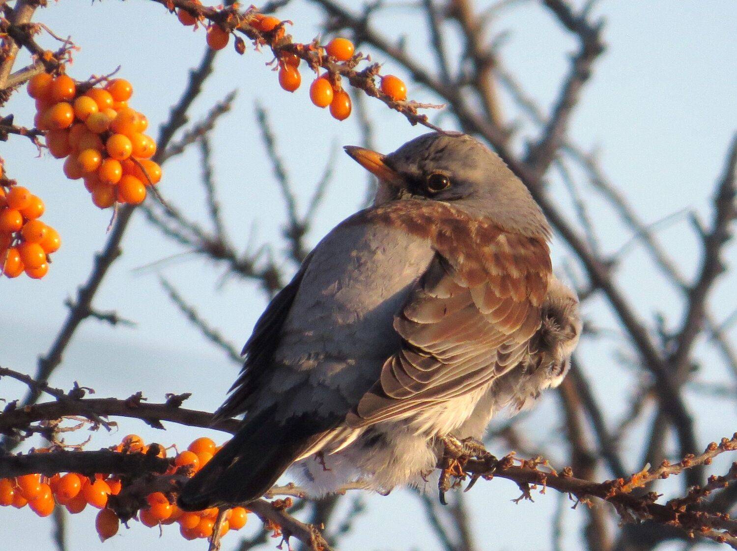 листопад, Наталья Неверова