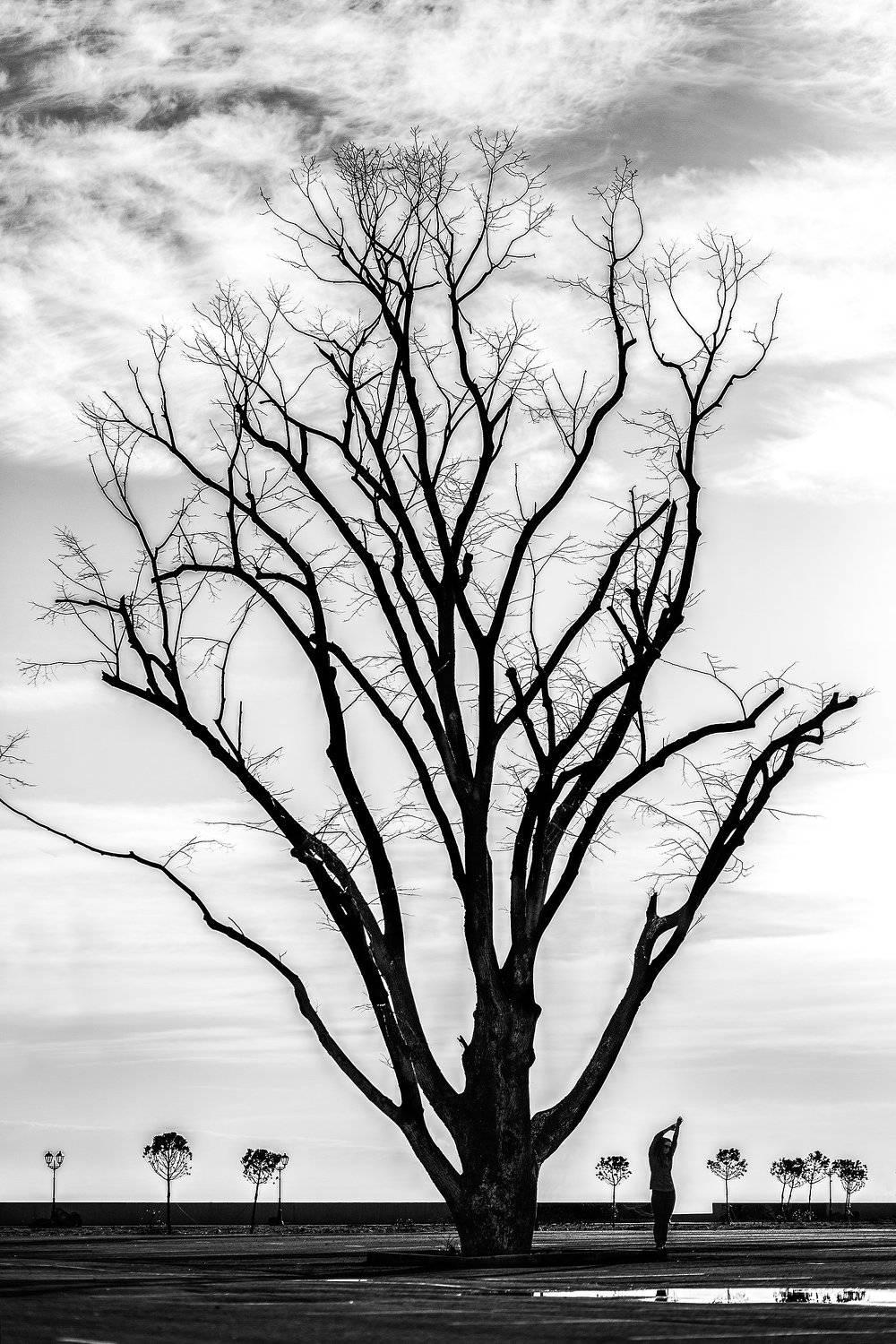 дерево, старое, девушка, Дмитрий Лопатин