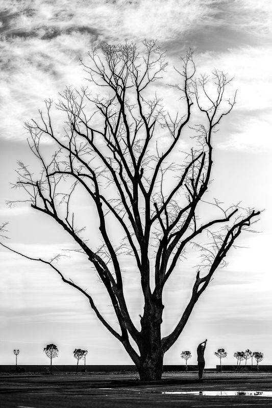 дерево, старое, девушка Старое дерево фото превью