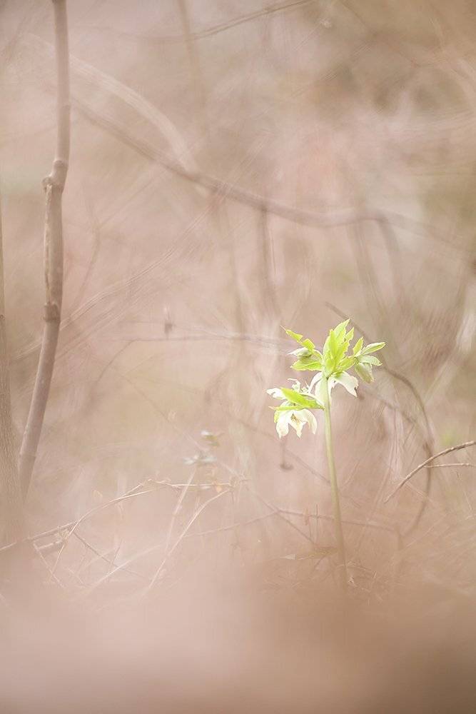 , Иваненко Светлана