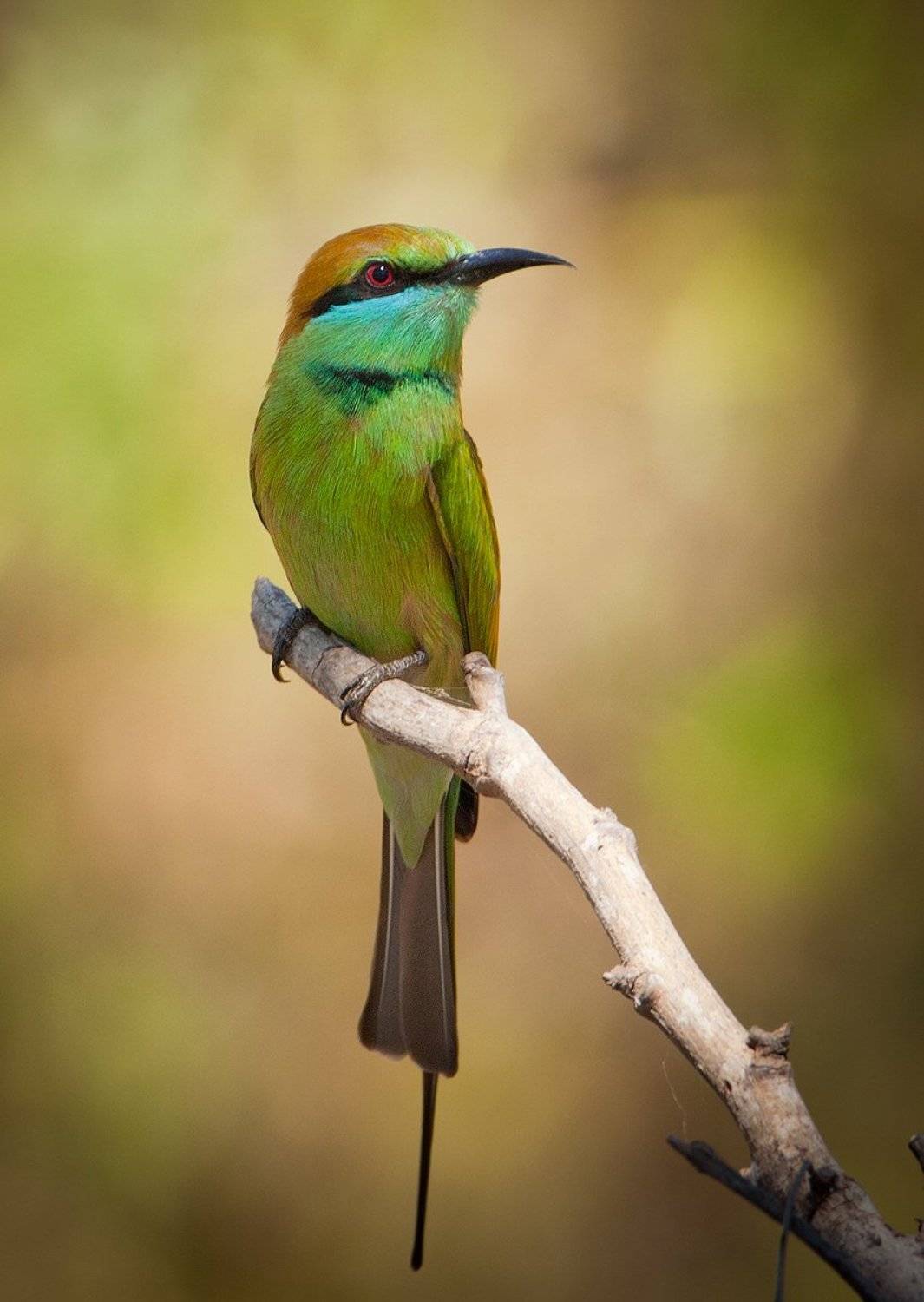 , Андрей Канышев