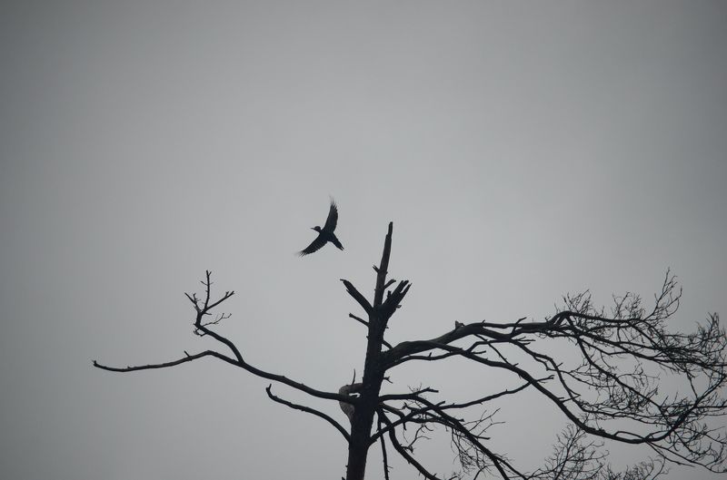 Одинцовский район, Серый, Философия, Ч/б Чёрно-белая философия фото превью