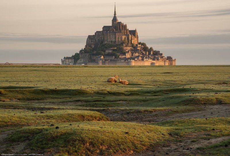 Мон-Сен-Мишель, Нормандия, Франция, овцы, рассвет, трава, утро, зелень, трава, романов Овечки фото превью