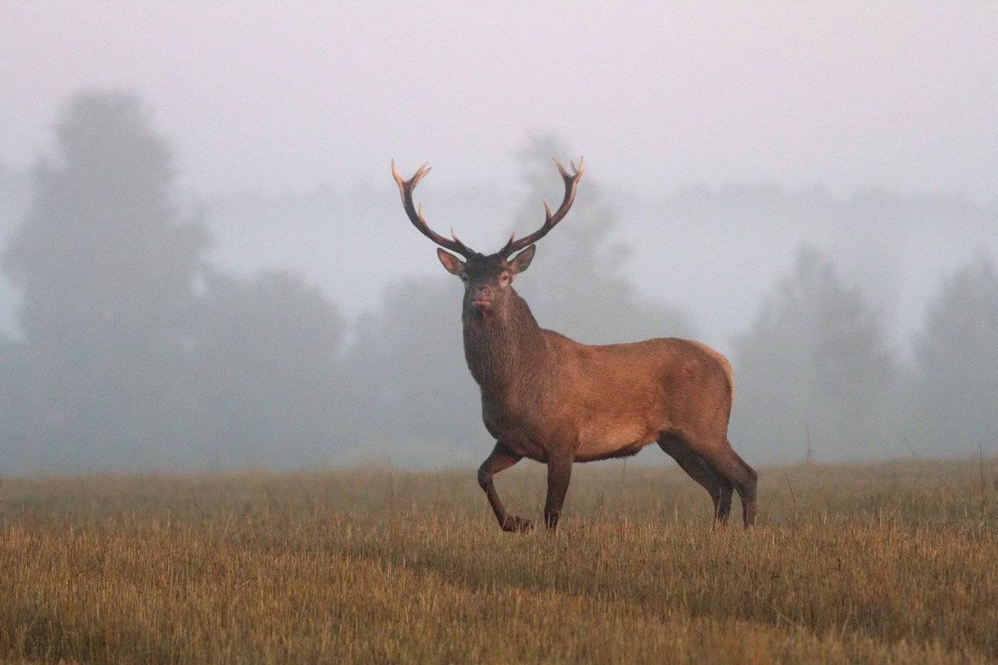 , Андрей Шимчук