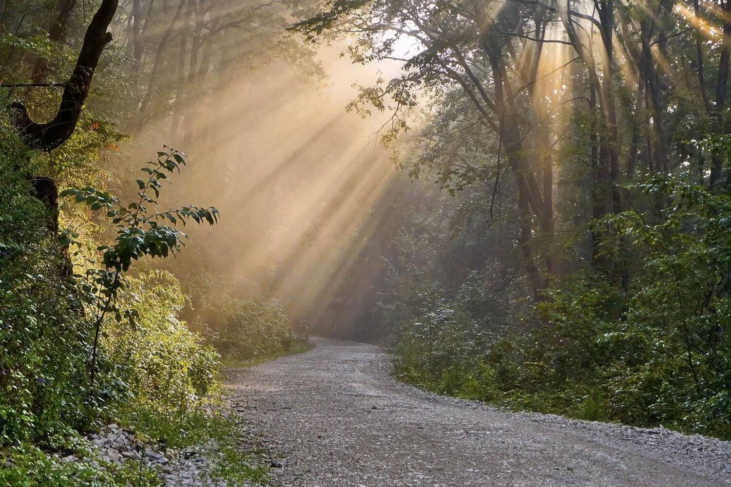 утро лес дорога лучи, Евгений Никишин