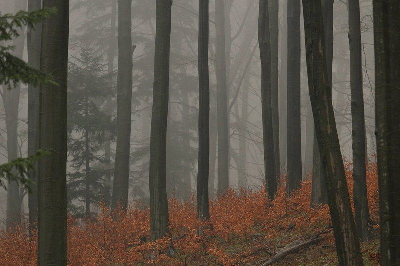 Forest фото превью