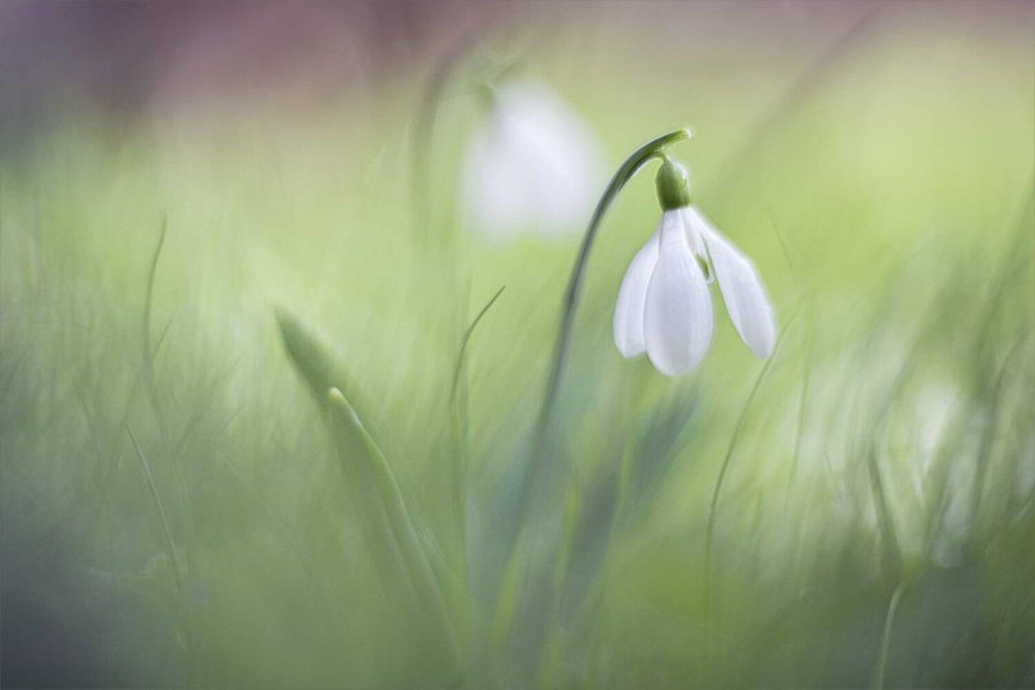 , Наталья Ова