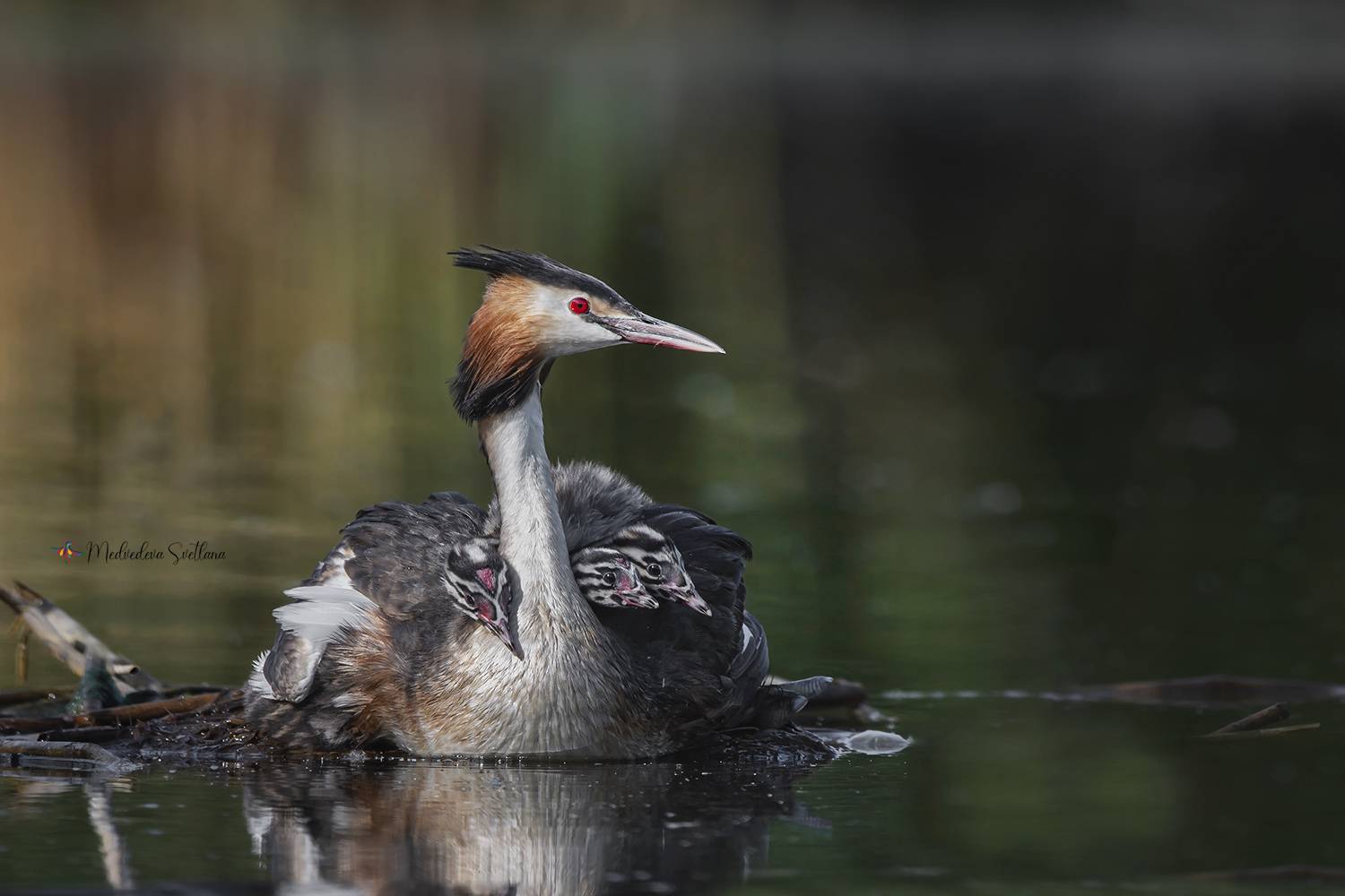 фотоохота, птица, чомга, птенец, Медведева Светлана