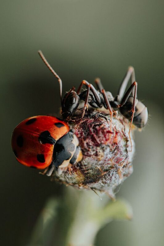 макро, муравей Ютимся фото превью