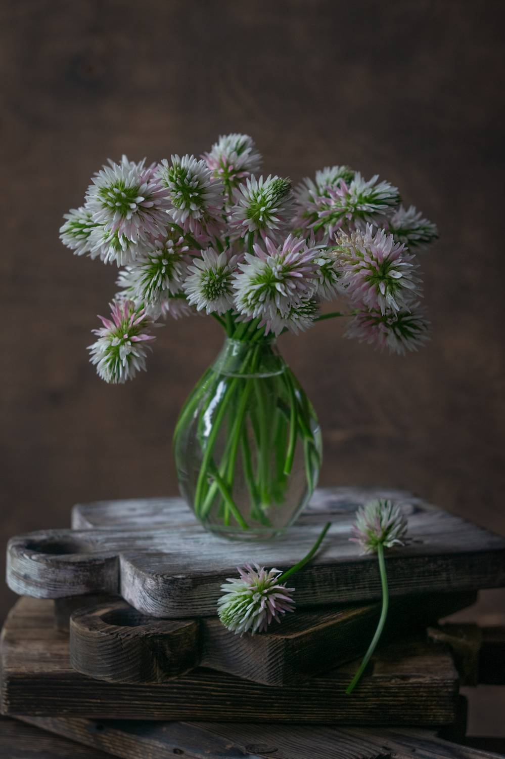 клевер,натюрморт,ставрополь, мс гелиос 81н, Ветренко Денис