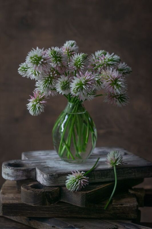 клевер,натюрморт,ставрополь, мс гелиос 81н  фото превью