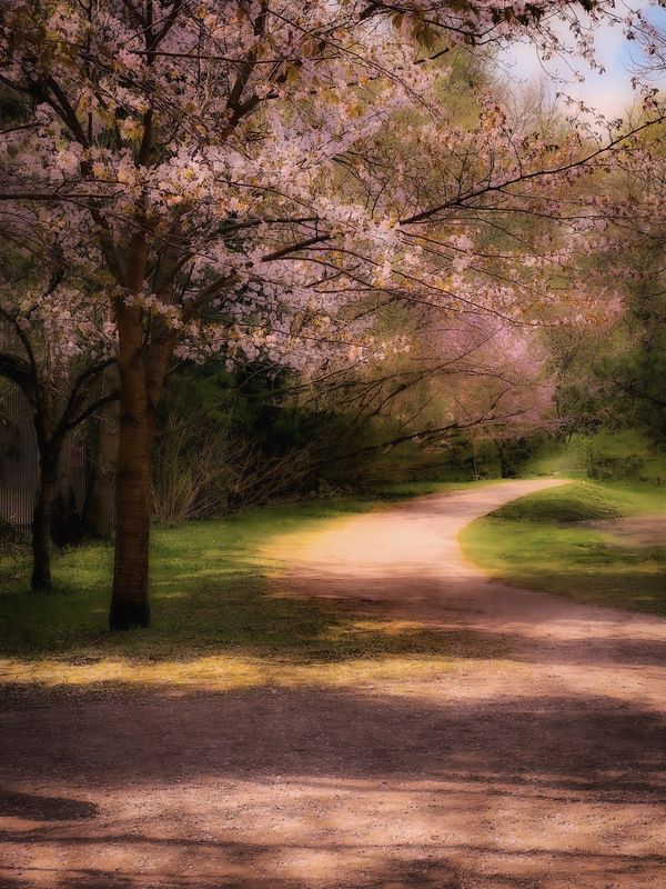 пейзаж, landscape, nature, природа, весна, spring, сакура, цветы, flowers *** фото превью