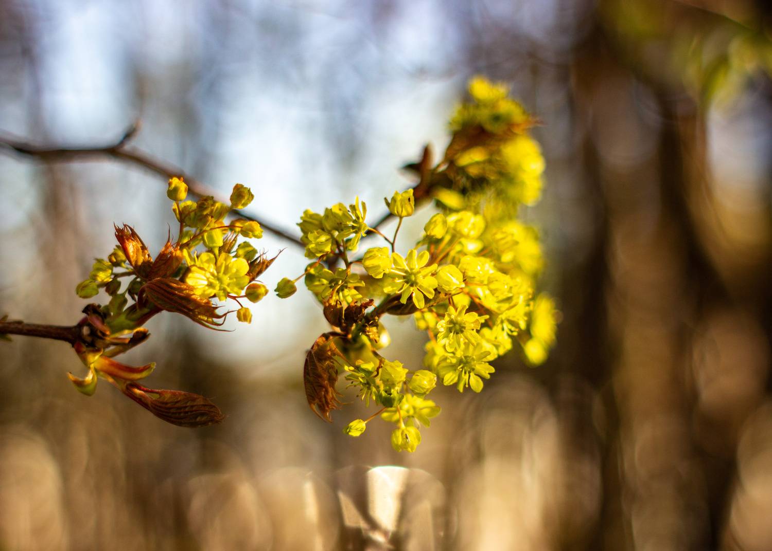 , Лофицкая Лариса