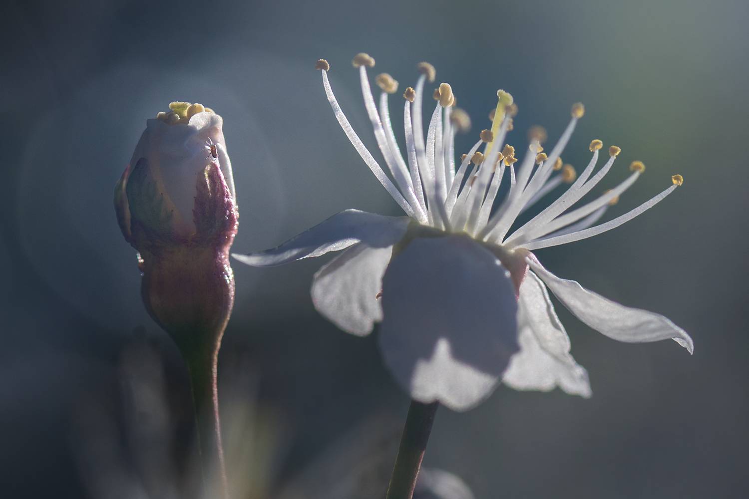 , Елена Рубинская