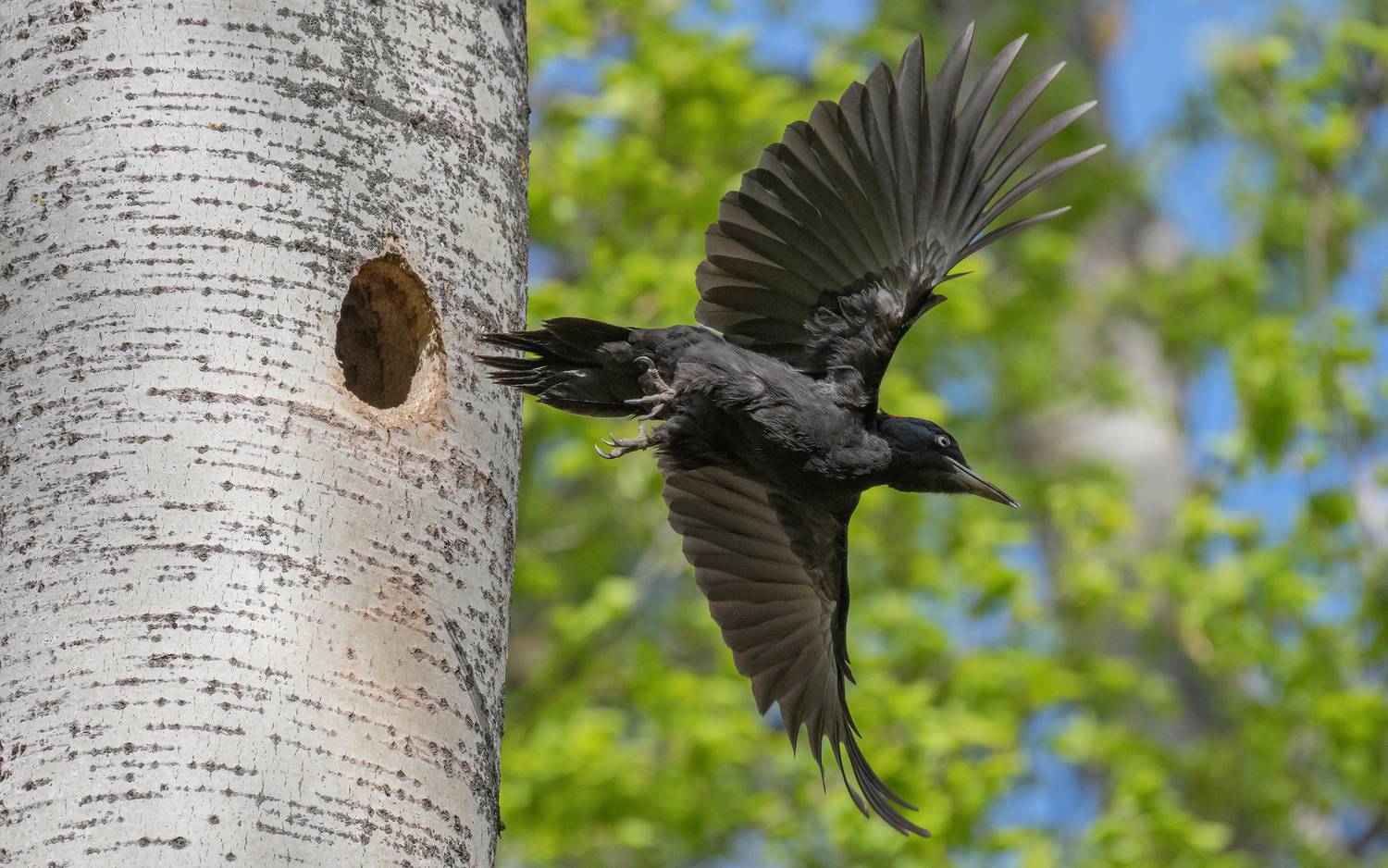 птицы, фотоохота, желна, дятел, Сигушин Руслан