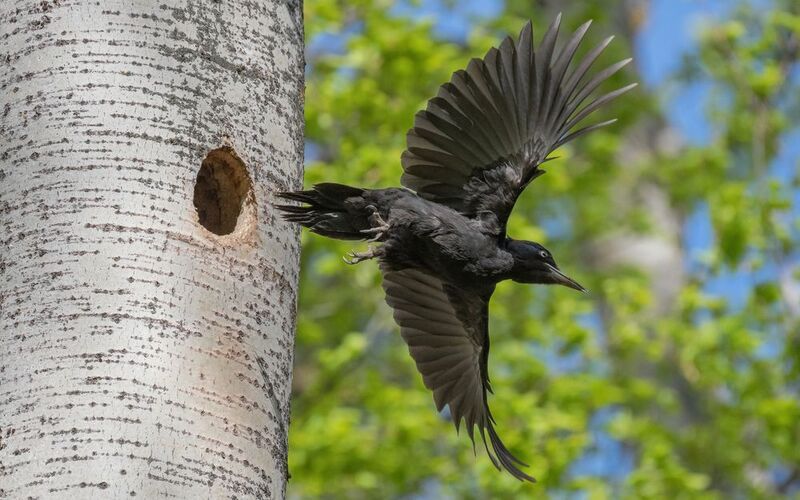 птицы, фотоохота, желна, дятел Улетаю фото превью