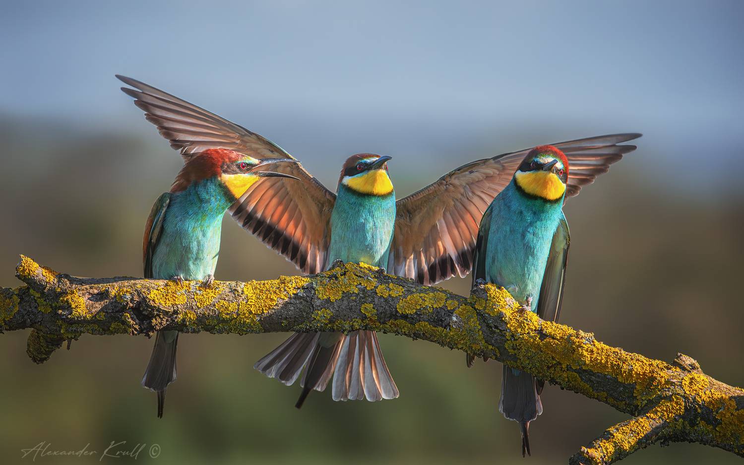 щурка, золотистая щурка, пчелоедка, merop apiaster, Круль Александр