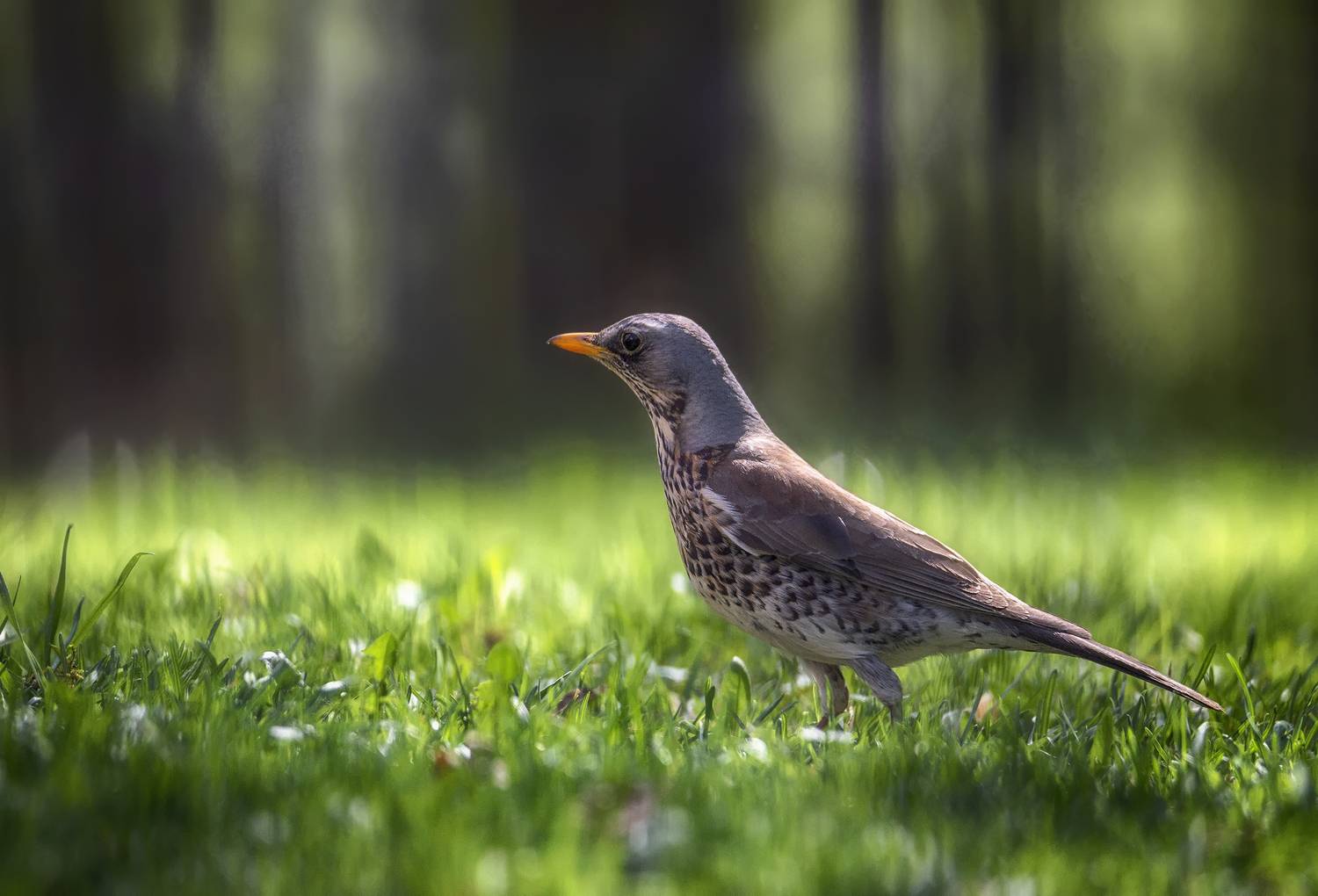 дрозд, Сергей Аникин