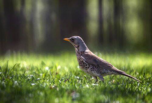 Прогулка на опушке леса