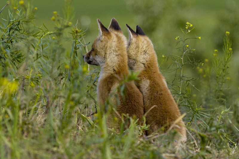 природа Ожидание фото превью