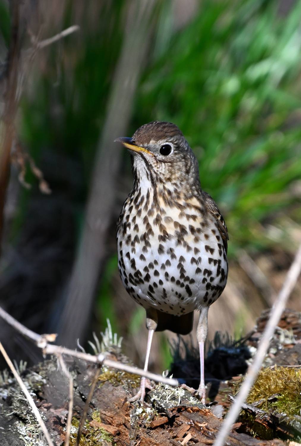 , Лажанский Руфат