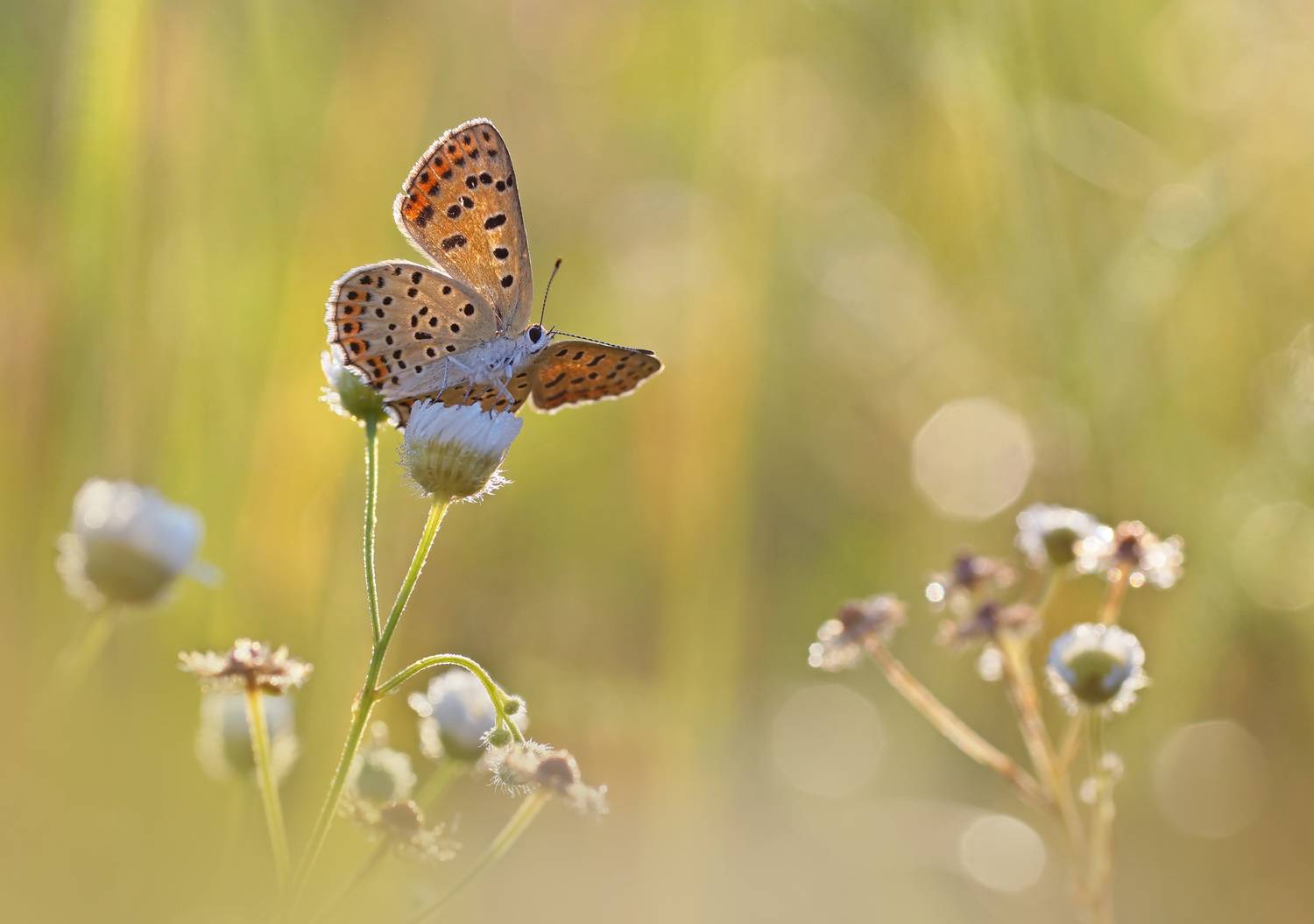 Бабочка, Чепленко Алексей