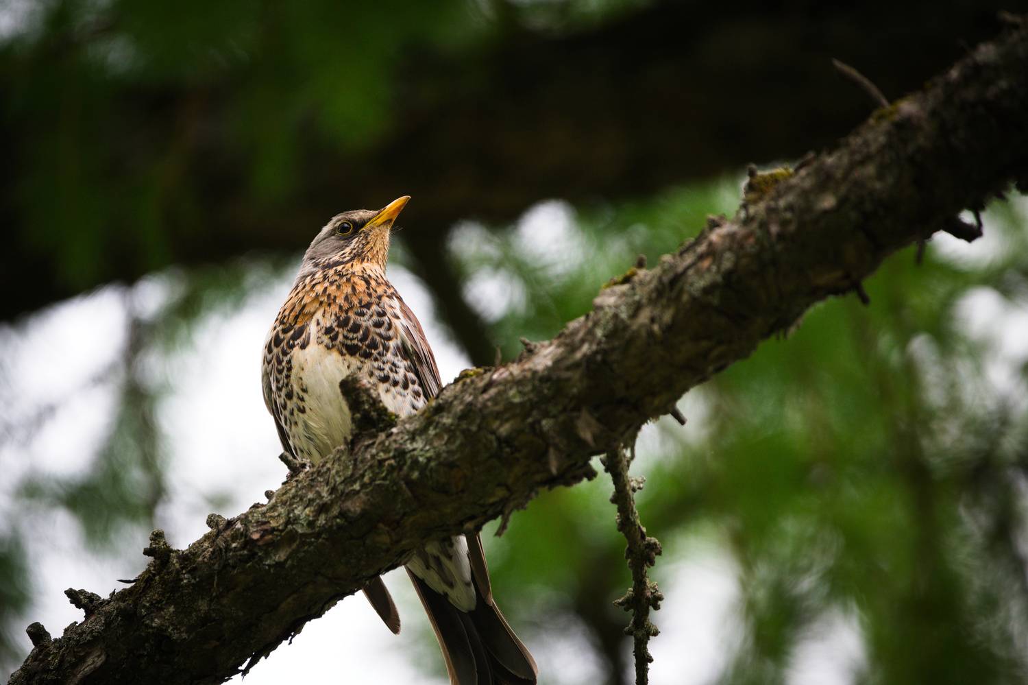 , Лажанский Руфат