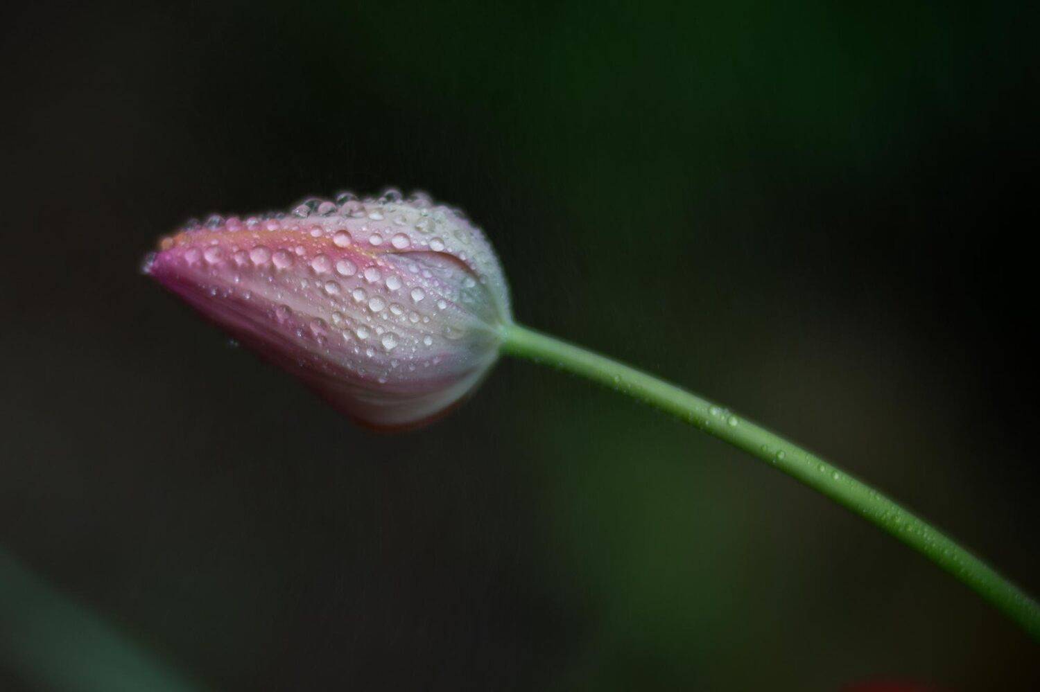 , Александр