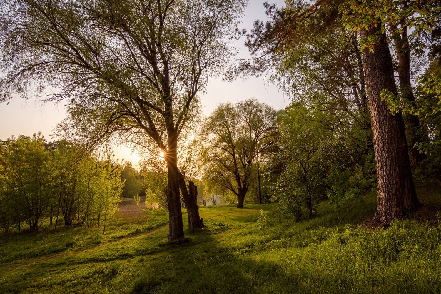 закат, пейзаж, солнце, дерево, озеро, Сергей Студнев