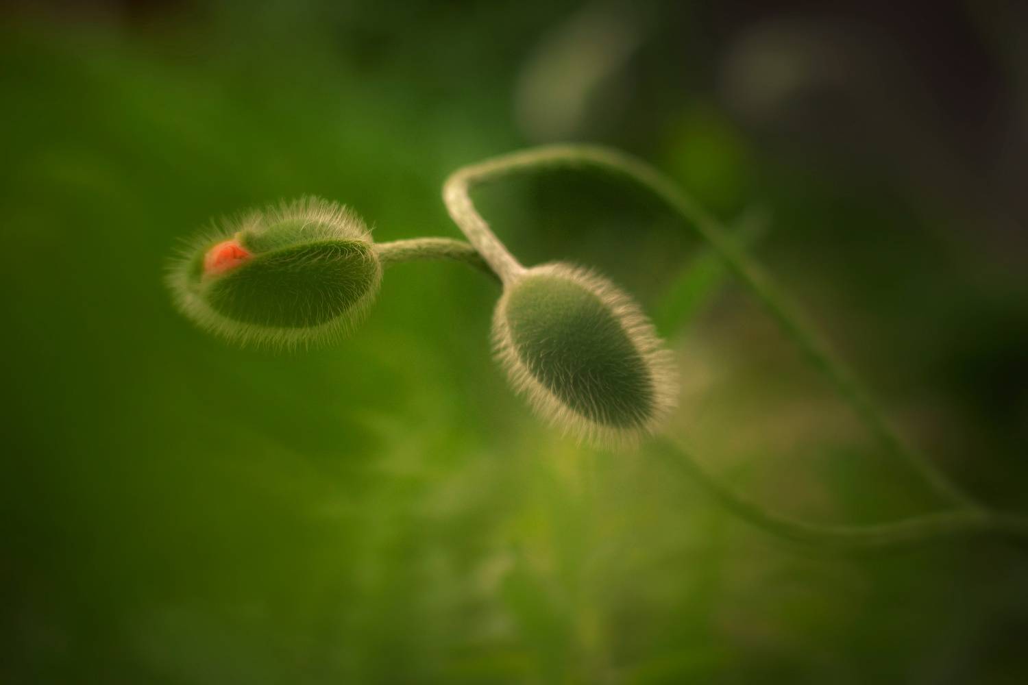 , Юлияна Стоянова