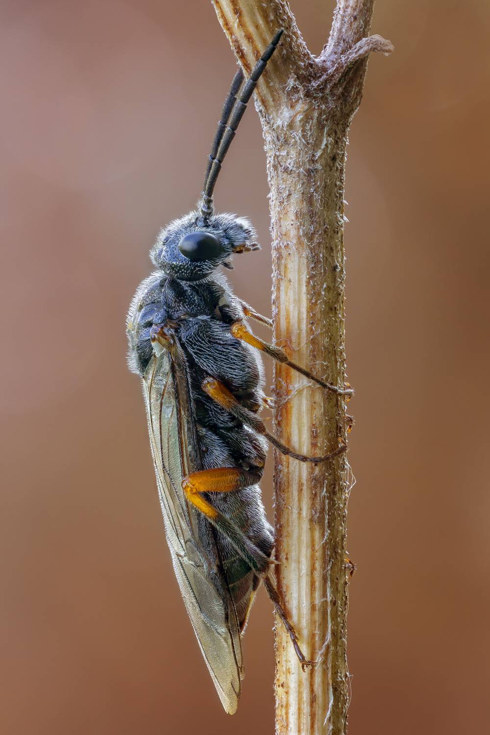 , Кузнецов Дмитрий