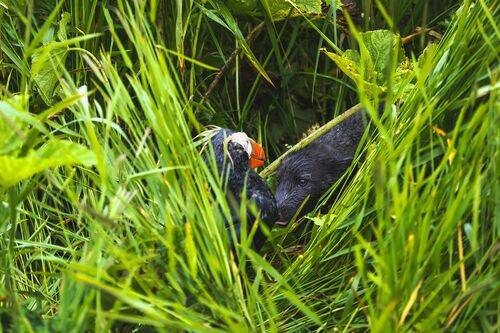 Ну вот ты и попался, голубчик