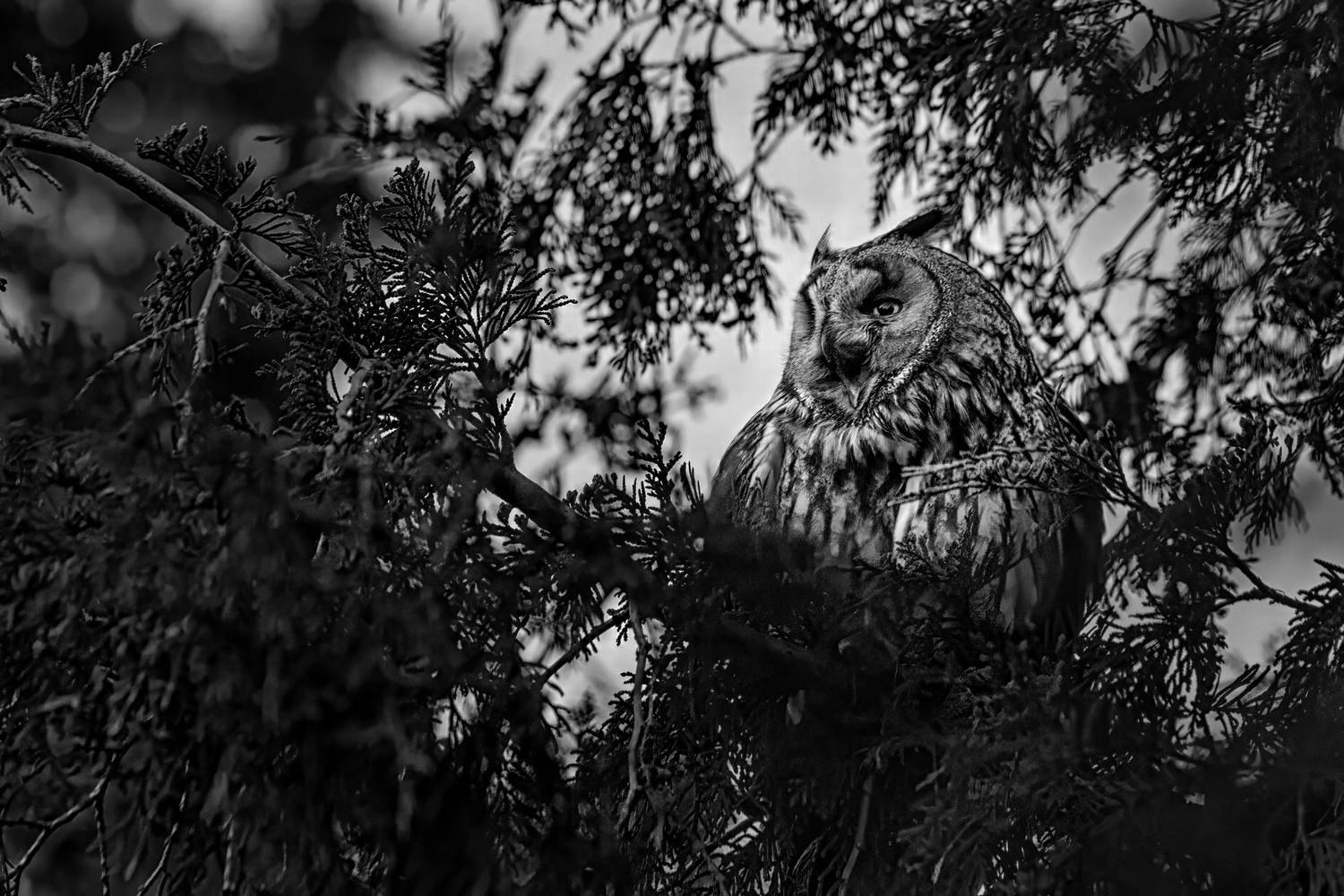 животные, птицы, сова, природа, дикая природа, nature, wildlife, canon, Пронин Денис