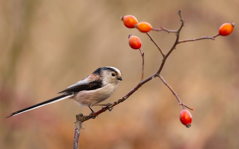 Long-tailed Ti фото превью