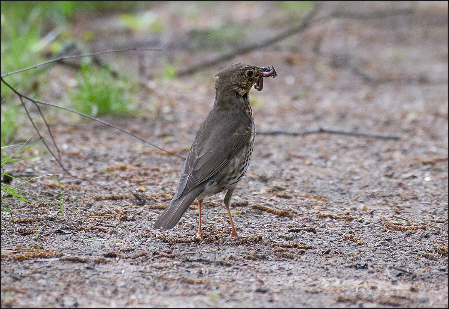 москва, май,парк, птица, АНАТОЛИЙ ДОВЫДЕНКО