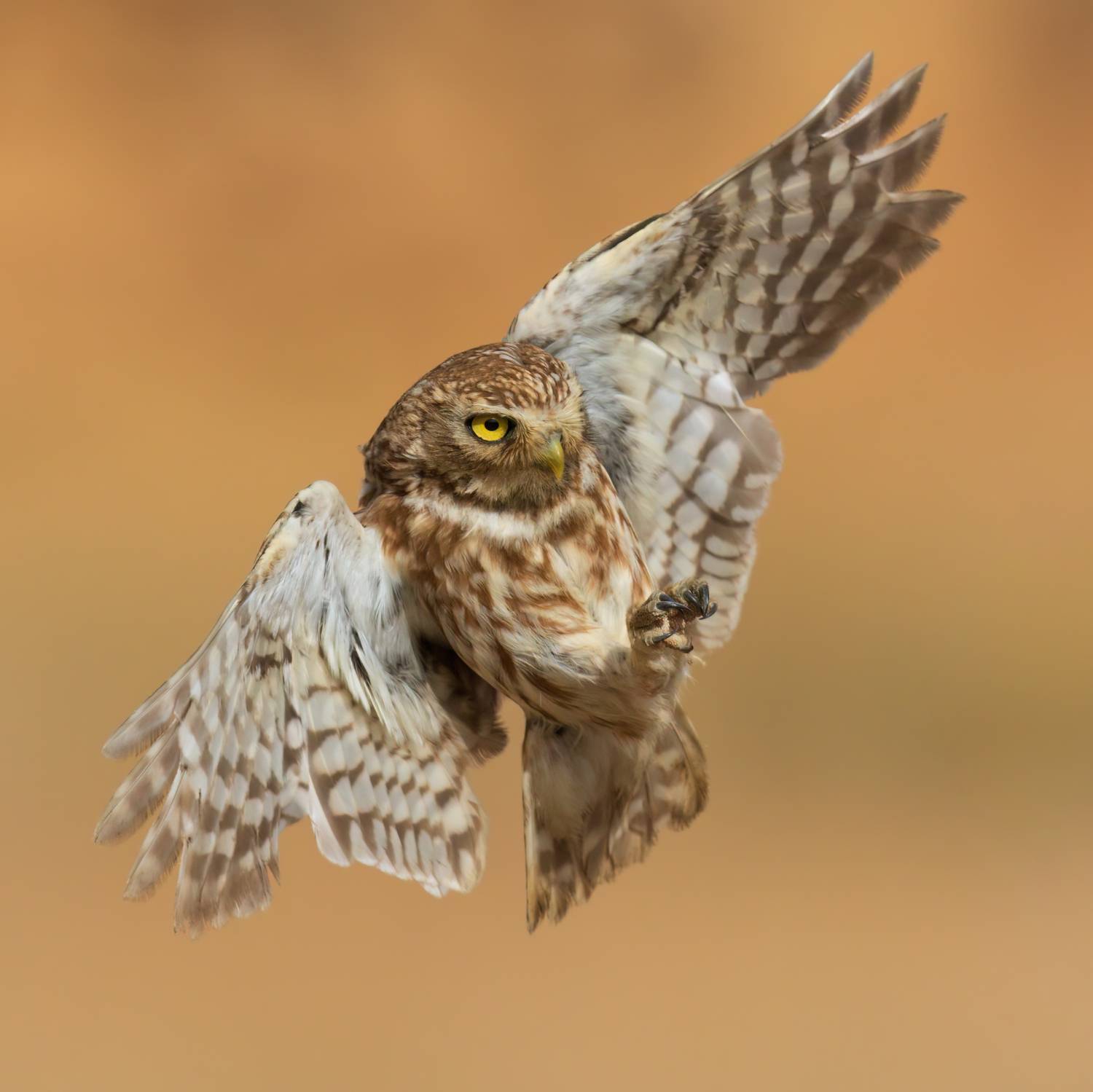 , Фруман Евгений