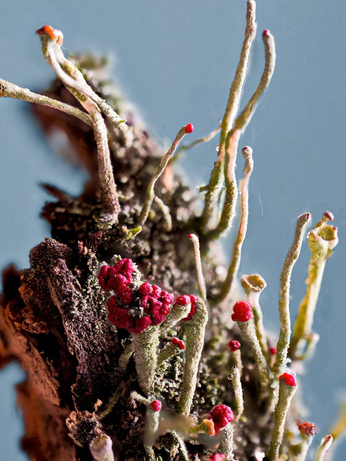 , Кузнецов Дмитрий