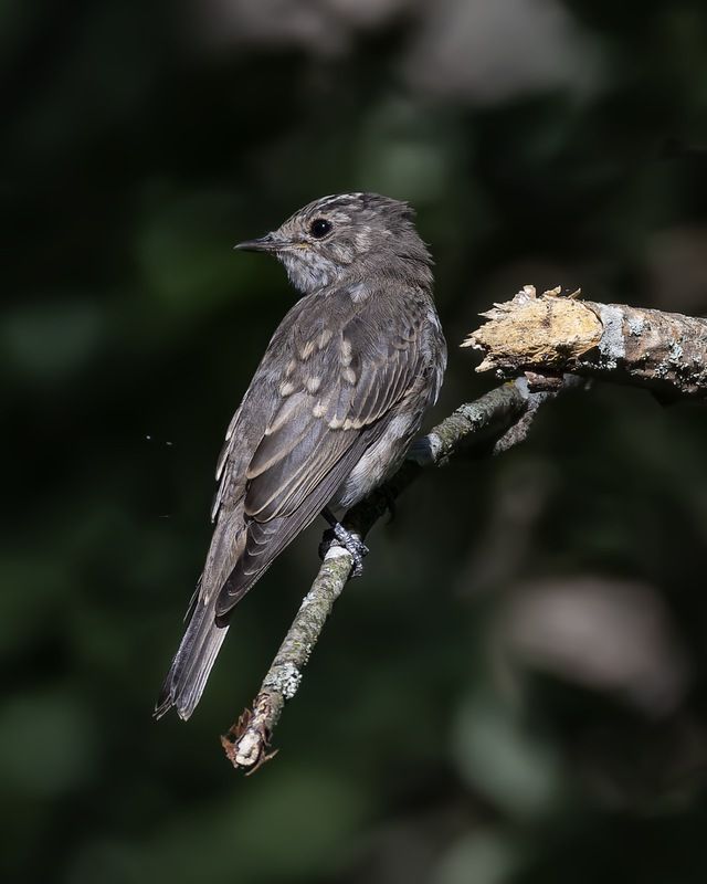 серая мухоловка, мухоловка, птицы Серая мухоловка фото превью