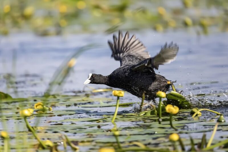 лысуха, птицы Лысуха фото превью