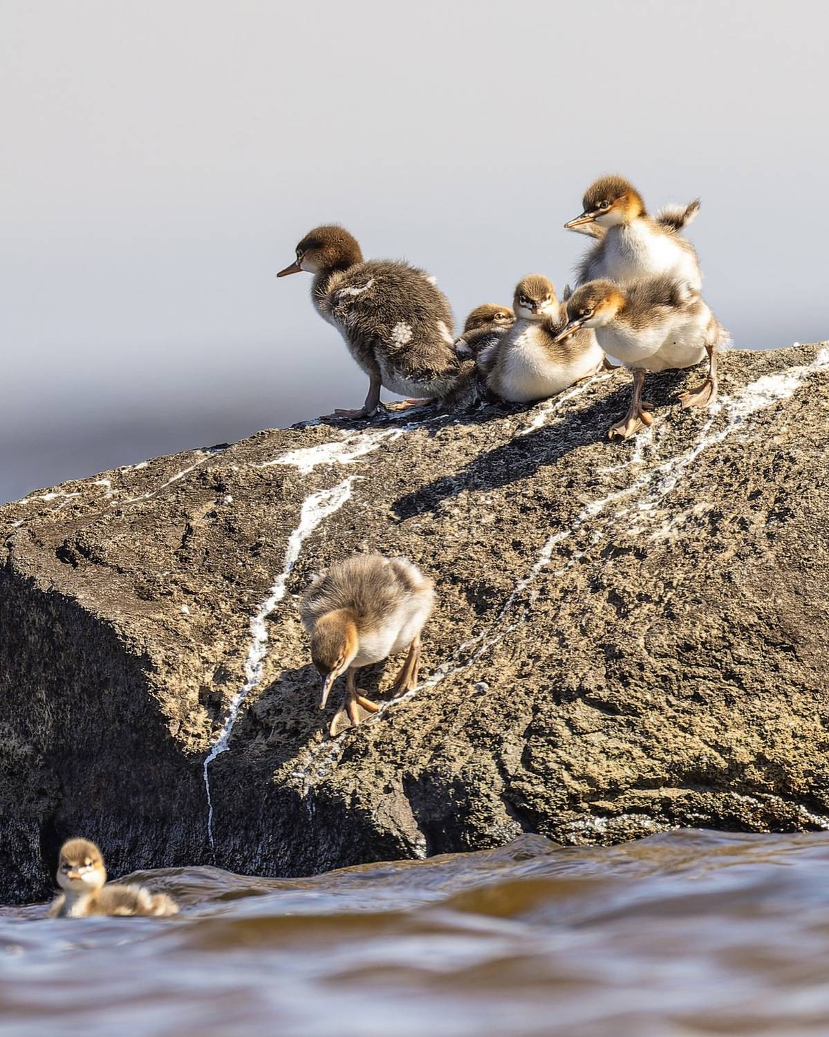 длинноносый крохаль, средний крохаль, крохаль, птицы, Руслан Pl
