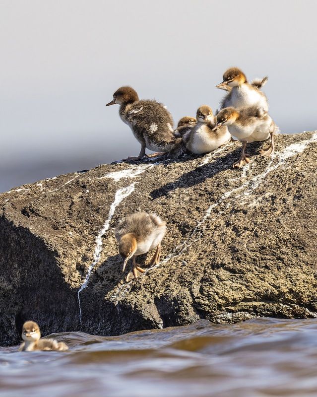 длинноносый крохаль, средний крохаль, крохаль, птицы Скорее купаться! фото превью