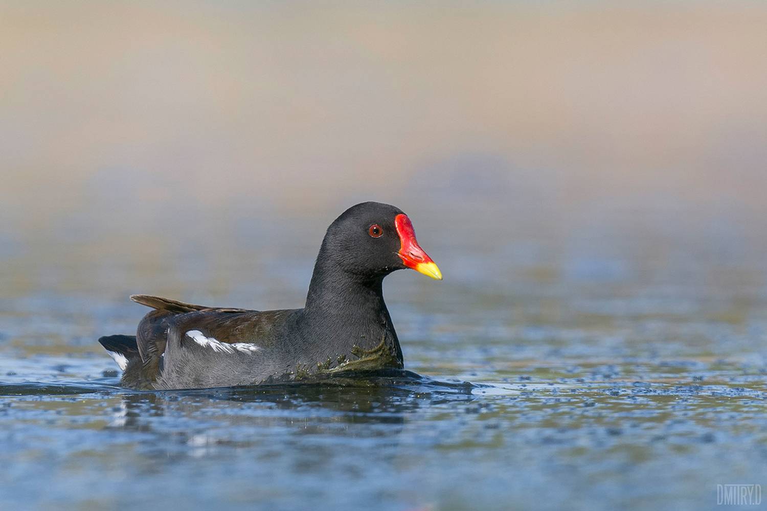 , Дмитрий Доронин