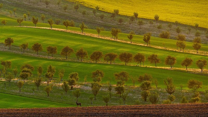 On guard for Moravia фото превью