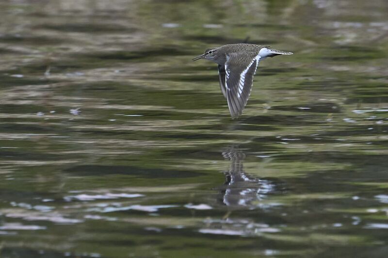 Sandpipper. фото превью