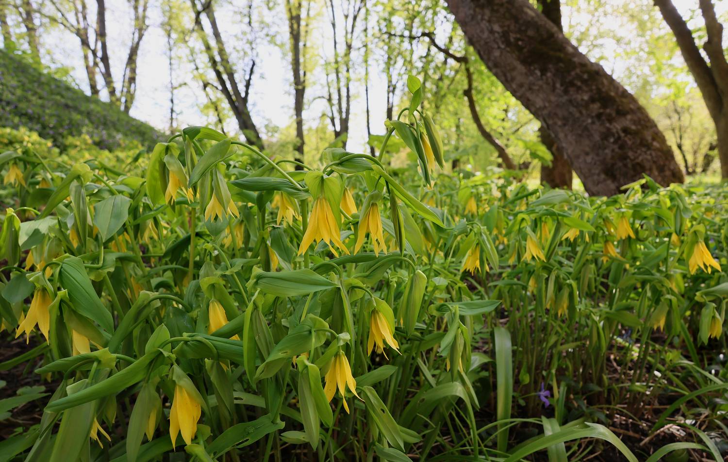 , Александр Зорин